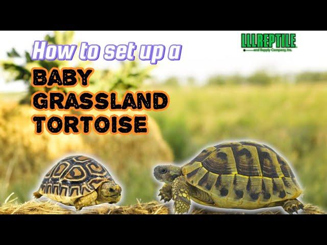 How To Set Up A | Baby Grassland Tortoise