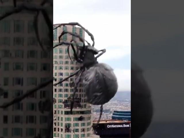 Monster Spider ! Mega Spider️️️️️️️️️️ Big Ass Spider Hollywood #shorts