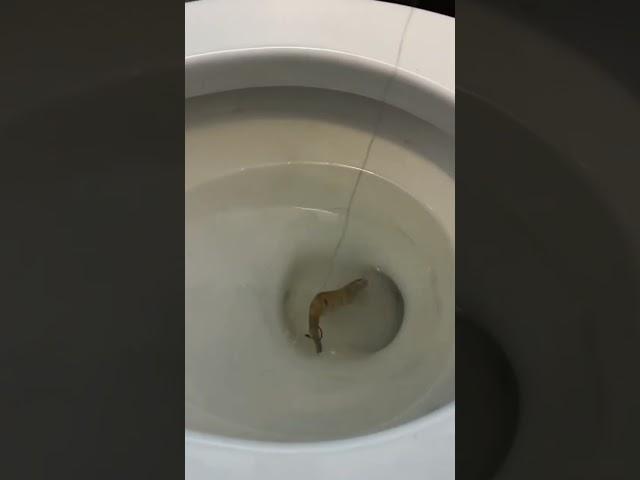 Toilet Fishing 