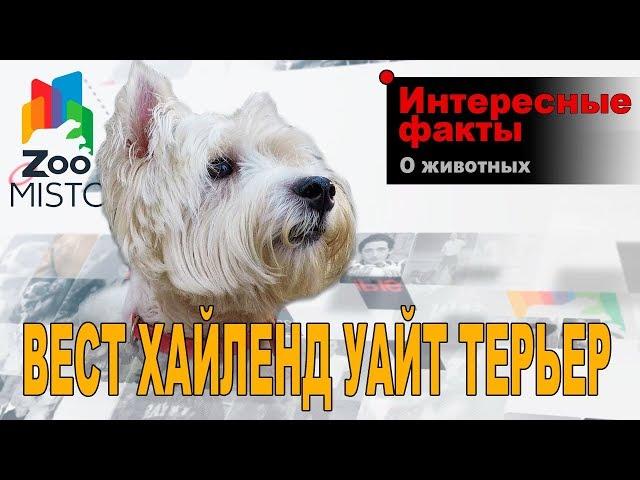 Вест Хайленд Уайт Терьер - Интересные факты о породе