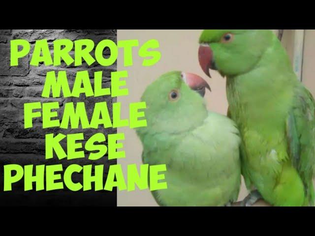 How to identify male and female indian ringneck parrot ? Difference between male and female inparrot