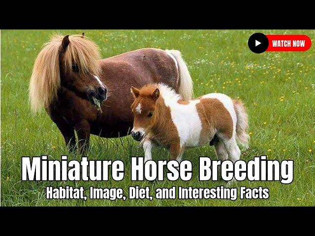 Miniature Horse Breeding - Habitat, Image, Diet, and Interesting Facts | United States