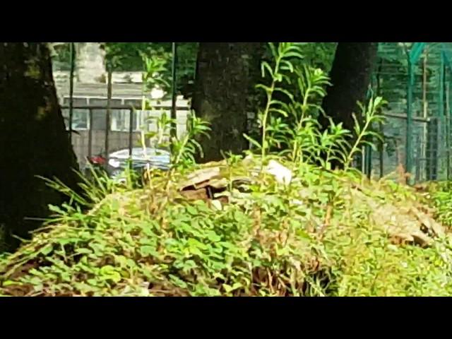 Lions of Longleat