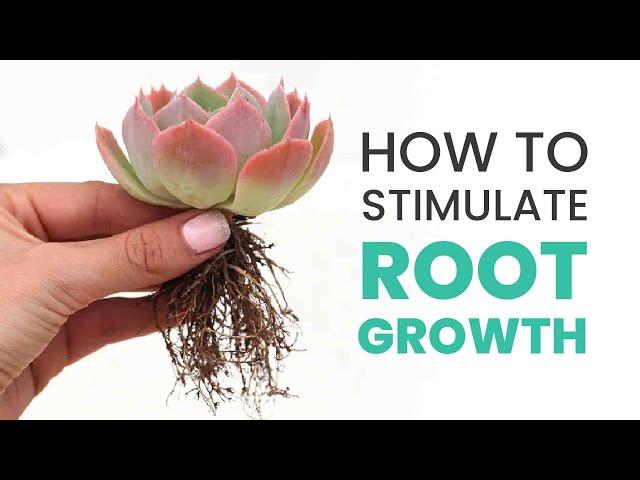 SUCCULENT CARE TIPS | HOW TO STIMULATE ROOT GROWTH IN SUCCULENTS