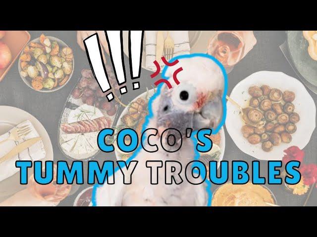 Cockatoo Coco's Tummy Troubles #talkingparrot #talkingbirds #cute #bird #funny #animals