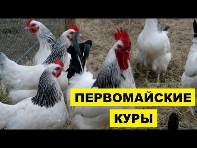 Разведение кур Первомайской породы как бизнес идея | Птицеводство | Первомайские куры