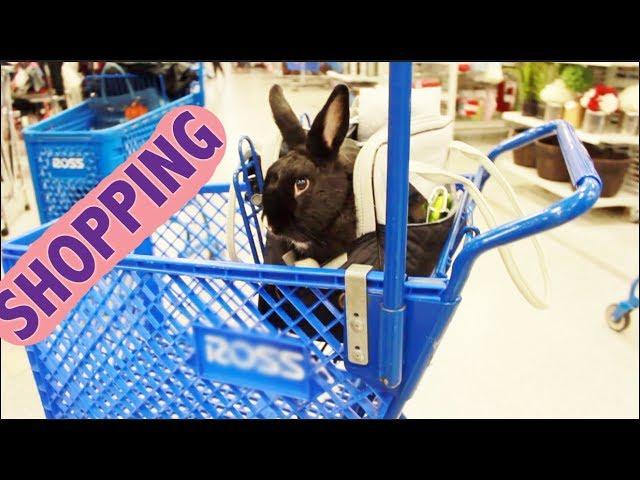 Rabbit Goes Shopping!!