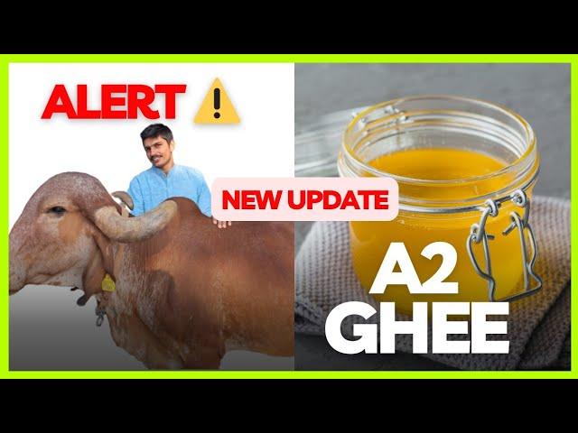 New Update On Our Nyutam Farm's A2 Cow Ghee!