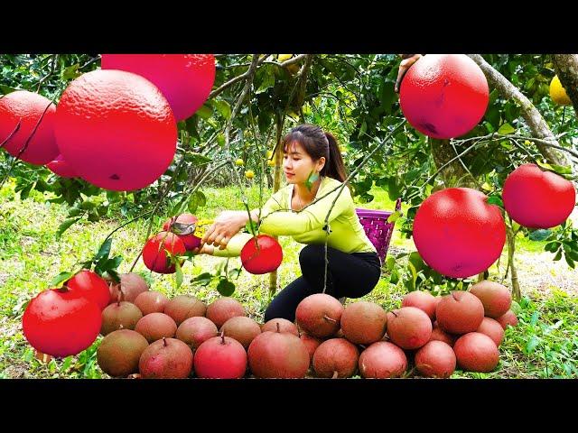 Harvesting Grapefruit Goes to market sell - Garden Fruit  |  Nhất My Bushcraft