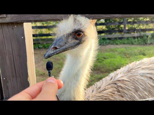 INTERVIEWING MY ANIMALS WITH A TINY MIC !