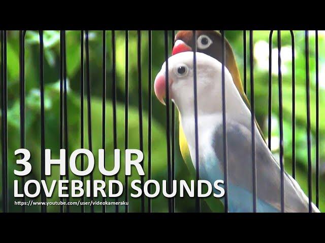 Lovebird Chirping Sounds 3 Hours - Green Black Masked & Pastel Violet