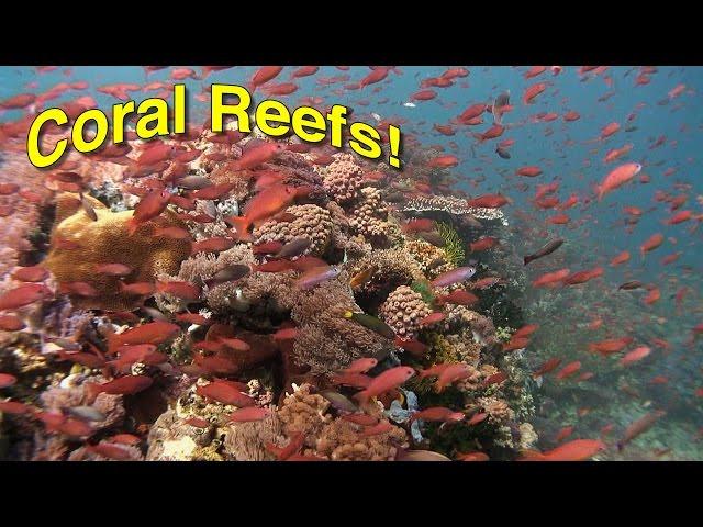 Coral Reef Biology | JONATHAN BIRD'S BLUE WORLD