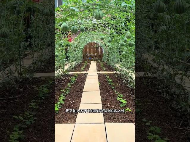 晒晒我的小西瓜，宝，看看就好了，不能指哦#西瓜种植 #记录我的种植生活