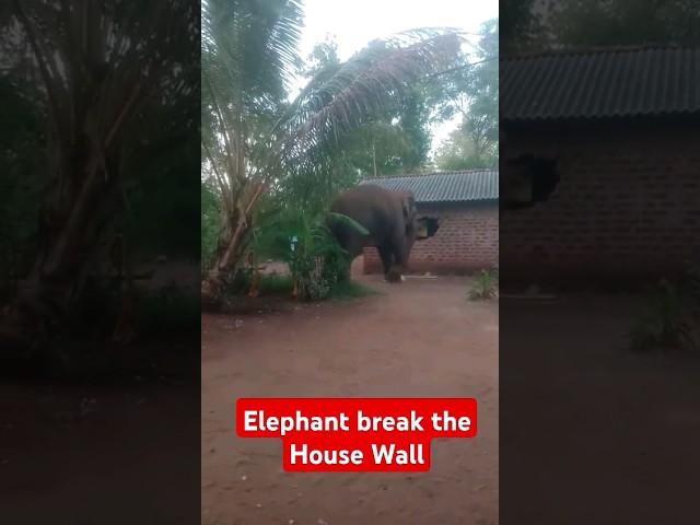 An Elephant Attacked Villagers And Break House Looking Food #animals #elephant #elephantattack