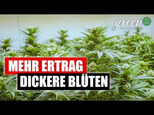 Wie und Wann ich meine Pflanzen RICHTIG beschneide | Update aus der Blüte | lolipopping pt. 2