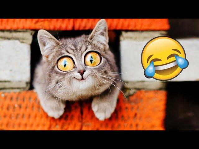 Я РЖАЛ ПОЛ ЧАСА | Приколы с Животными 2019 | Смешные Коты и Собаки