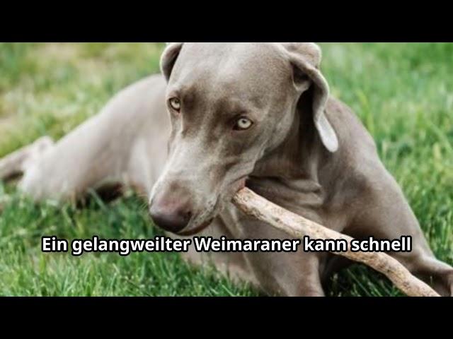 Weimaraner – Der elegante Allrounder unter den Hunden #weimaraner #dog #hund #weimar #viralvideo