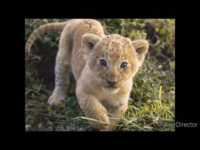 lion cub sound effects