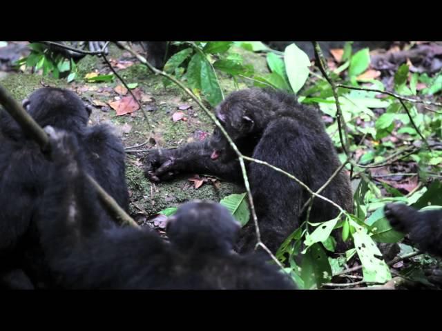 Chimpanzee group aggression against alpha male (UPDATED)
