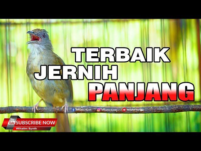 #1 KAPAS TEMBAK GACOR JERNIH PANJANG MANTAP UNTUK MASTERAN SEGALA JENIS BURUNG JERNIH CEPAT MASUK