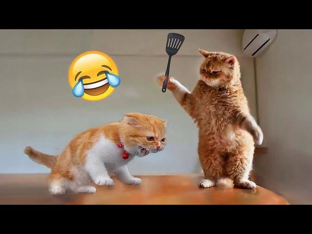 Funniest Cats and Dogs  | Funny Animal Videos #35