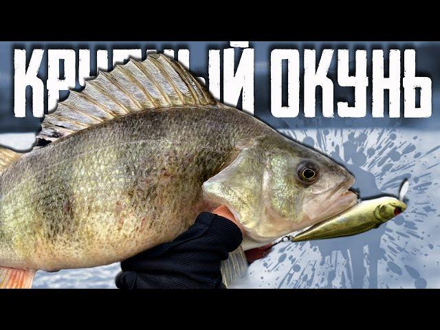  BITES like a PIKE!!! Fishing for large perch on sheds!
