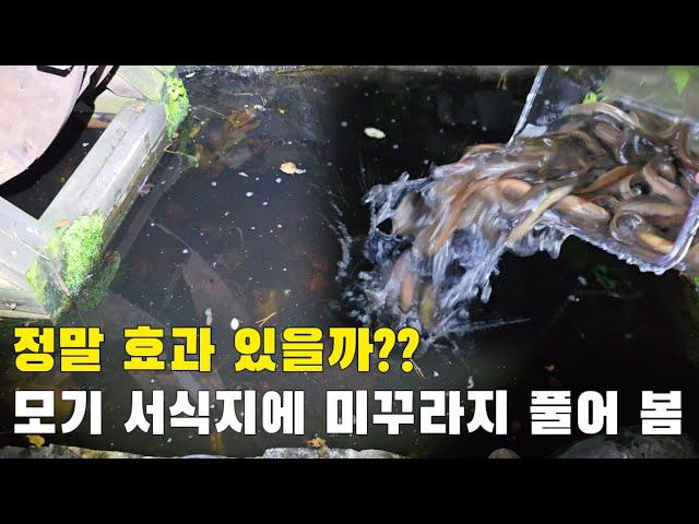 모기 수천만 마리가 태어나는 서식지에 미꾸라지 풀었습니다