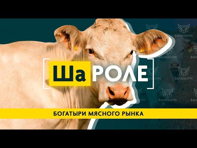 ШАРОЛЕ — МИНИМУМ ЖИРА, МАКСИМУМ МЯСА. ГЕНЕТИКА, СОДЕРЖАНИЕ, ПЛЮСЫ И МИНУСЫ ПОРОДЫ
