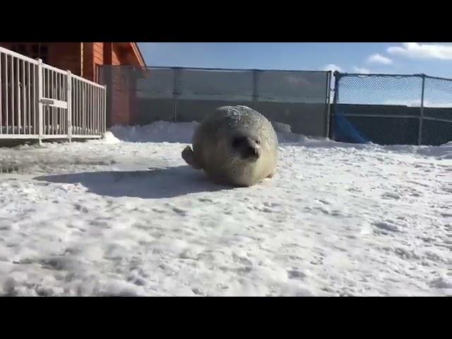 Cute Seal Bouncing