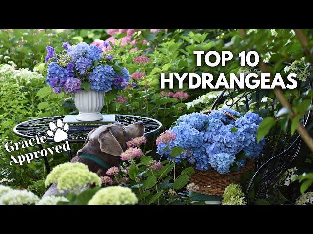 THE BEST HYDRANGEAS FOR YOUR GARDEN 