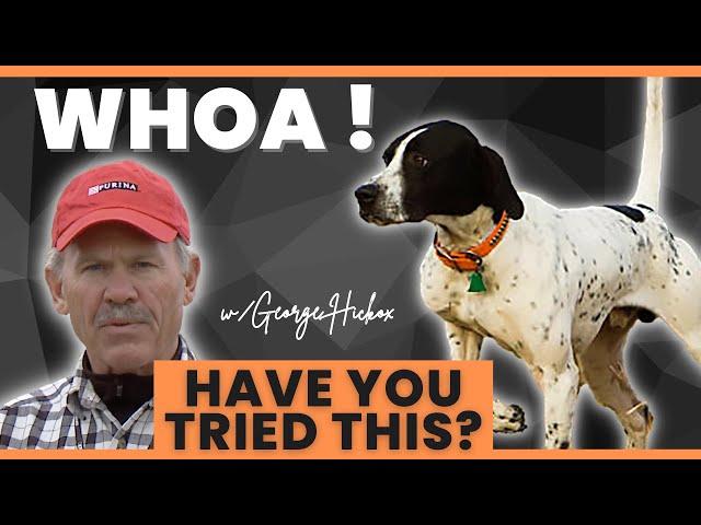 WHOA Training Bird Dogs! OUR FAVORITE DRILL