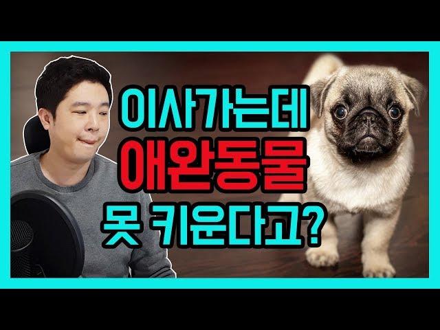 집구하기팁 / 원룸에 애완동물(강아지,고양이) 왜 못키우나요? [덕방아재]