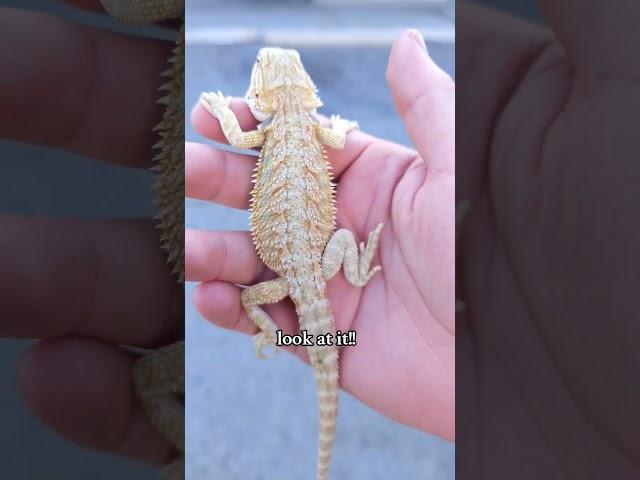 #beardeddragon #lizard #reptiles #fyp #pets #dragon #animals #shortvideo #reels #shorts #fyp
