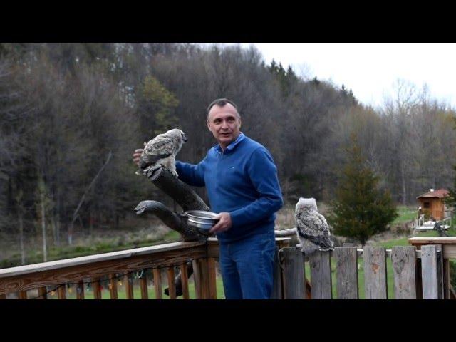 Great Horned Owls: first flights