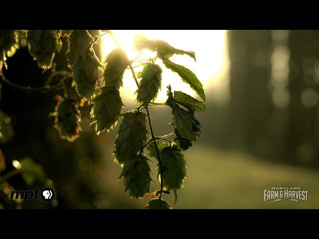 Newly Discovered Hop in Maryland is Making Headlines | Maryland Farm & Harvest