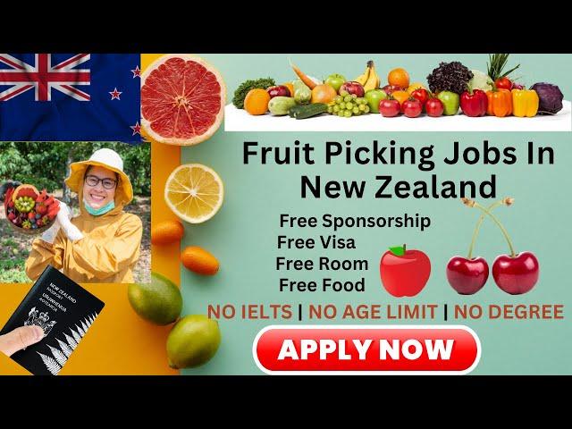 Fruit Picking Jobs in New Zealand | New Zealand Work Visa | Fruit Pickers Jobs