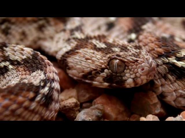 10 Worlds Most Venomous Snakes