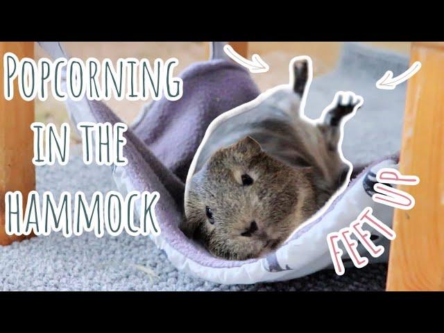 Epic Guinea Pig Reaction to First Hammock: Popcorn Extravaganza