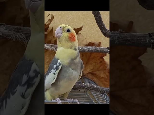 Cockatiel Bird Sound. Cockatiel Mating Call. Male Cockatiel Sound. Female Cockatiel Sound. Cockatiel