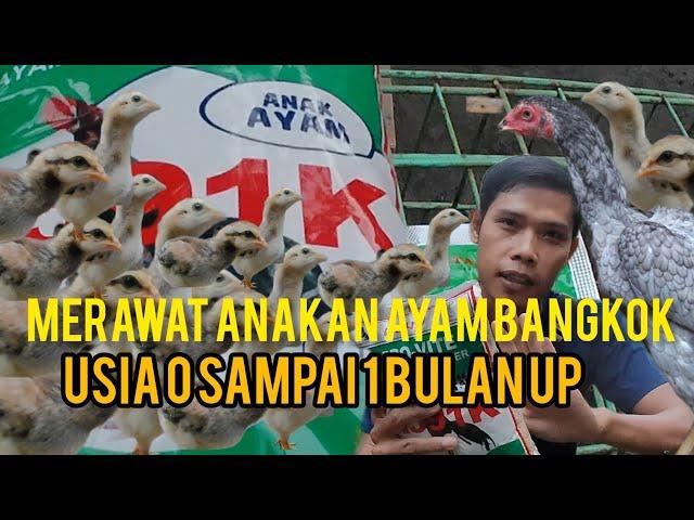 MERAWAT ANAKAN AYAM BANGKOK USIA 0 SAMPAI USIA 1 BULAN UP