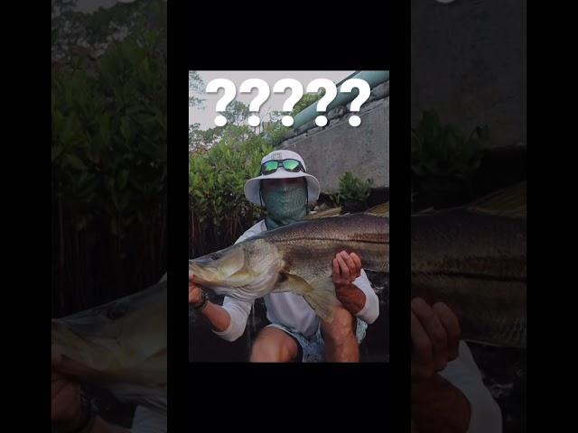 How Big Do You Think This Snook Was?? #fishing #snook #topwater #giant #tarpon