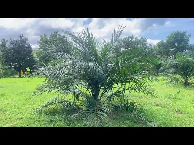 4-Rai Palm Plantation Land with Mountain Views for Sale in Khuekkhak, Phangnga