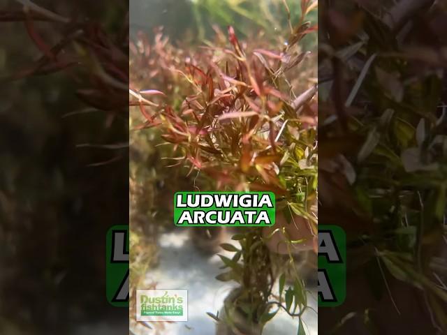 LUDWIGIA ARCUATA (Thin NEEDLE Leaf AMAZING Plant For Sale)