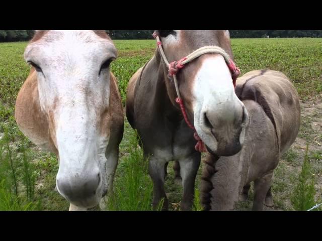 Donkeys eating carrots :)