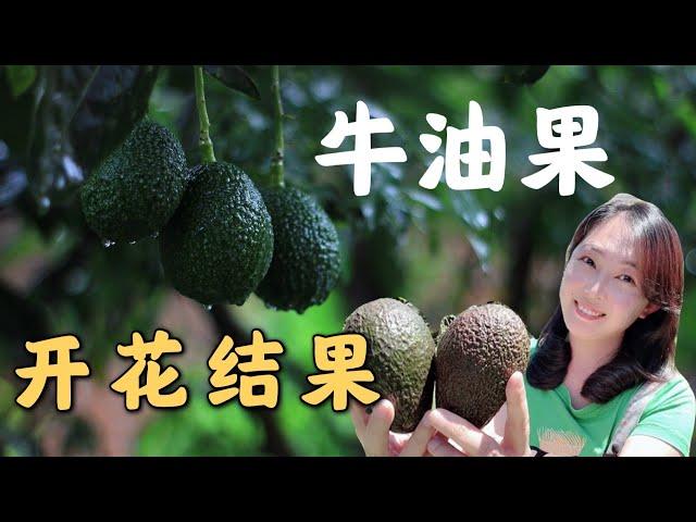 【种植59】牛油果树开花结果的奥秘｜鳄梨几年结果？为什么只开花不结果？品种分类有什么讲究？How do Avocado trees get fruiting?