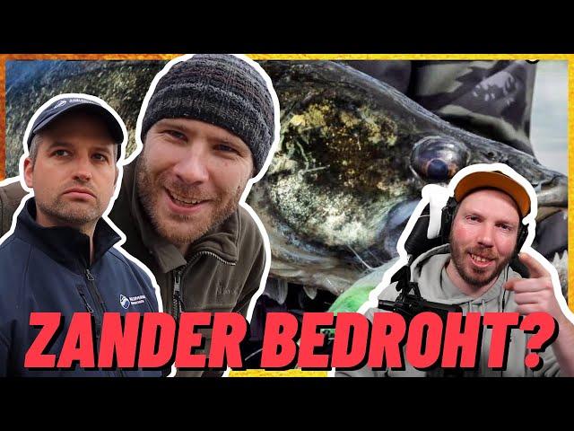 Eyeci REAGIERT auf HeyFishing Laichzander vom Nest gezogen | Das Aus für den Zander? | SUPER WICHTIG