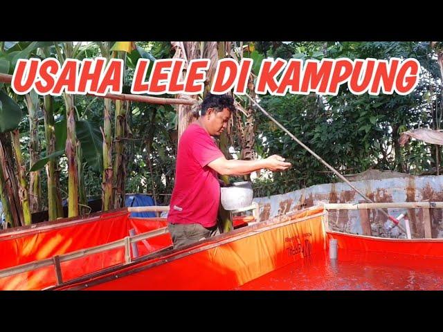 USAHA IKAN LELE DI KAMPUNG‼️CERITA MANTAN TKW TAIWAN