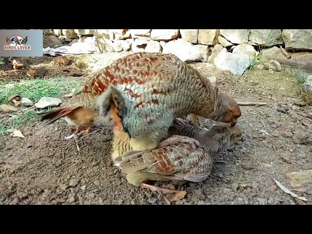 Dakhni Teetar Breeding | Third Clutch in the season | Birds Lover