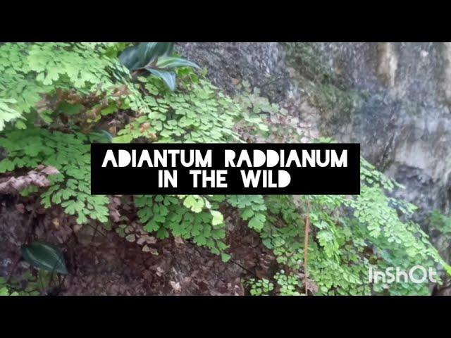 Ferns in the wild - Adiantum raddianum