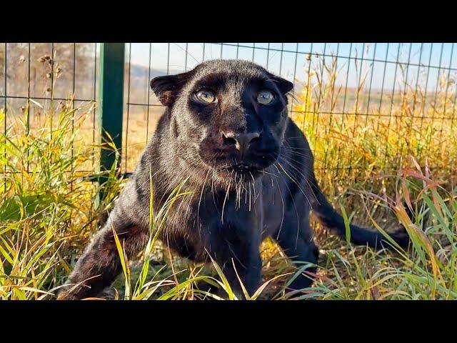 Luna the panther and rottweiler Venza VS kites (ENG SUB)